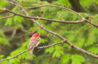 [Red bird with brown and white wings perched in a tree.]